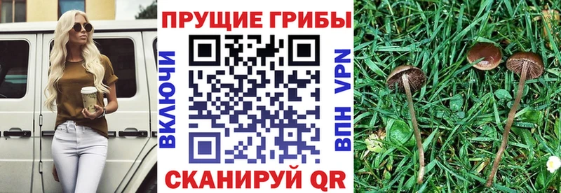 даркнет сайт  Кунгур  Галлюциногенные грибы ЛСД 